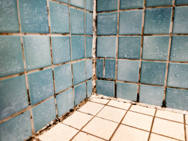 Best Mold Prevention Services  in Casper, WY