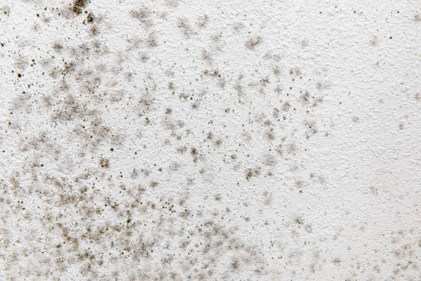 Best Asbestos and Lead Testing During Mold Inspection  in Casper, WY